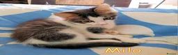 Europeo gatti in regalo: MILO GATTINO DI 4 MESI - Annuncio 7