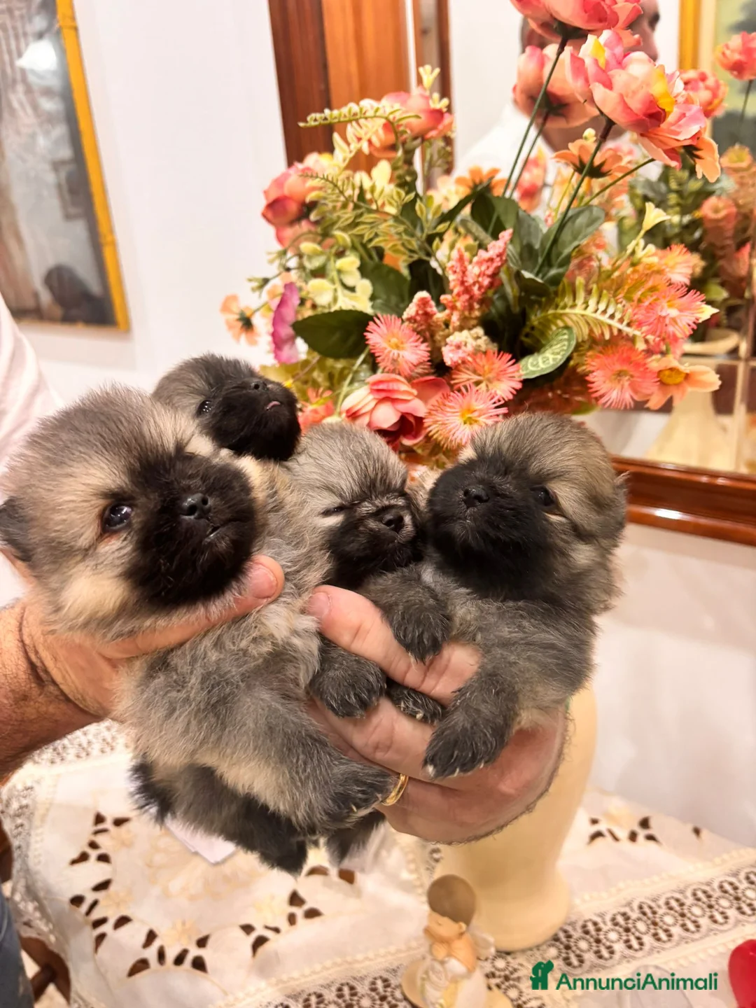 Spitz cani in vendita: Disponibili cuccioli di Spitz  - Annuncio 2