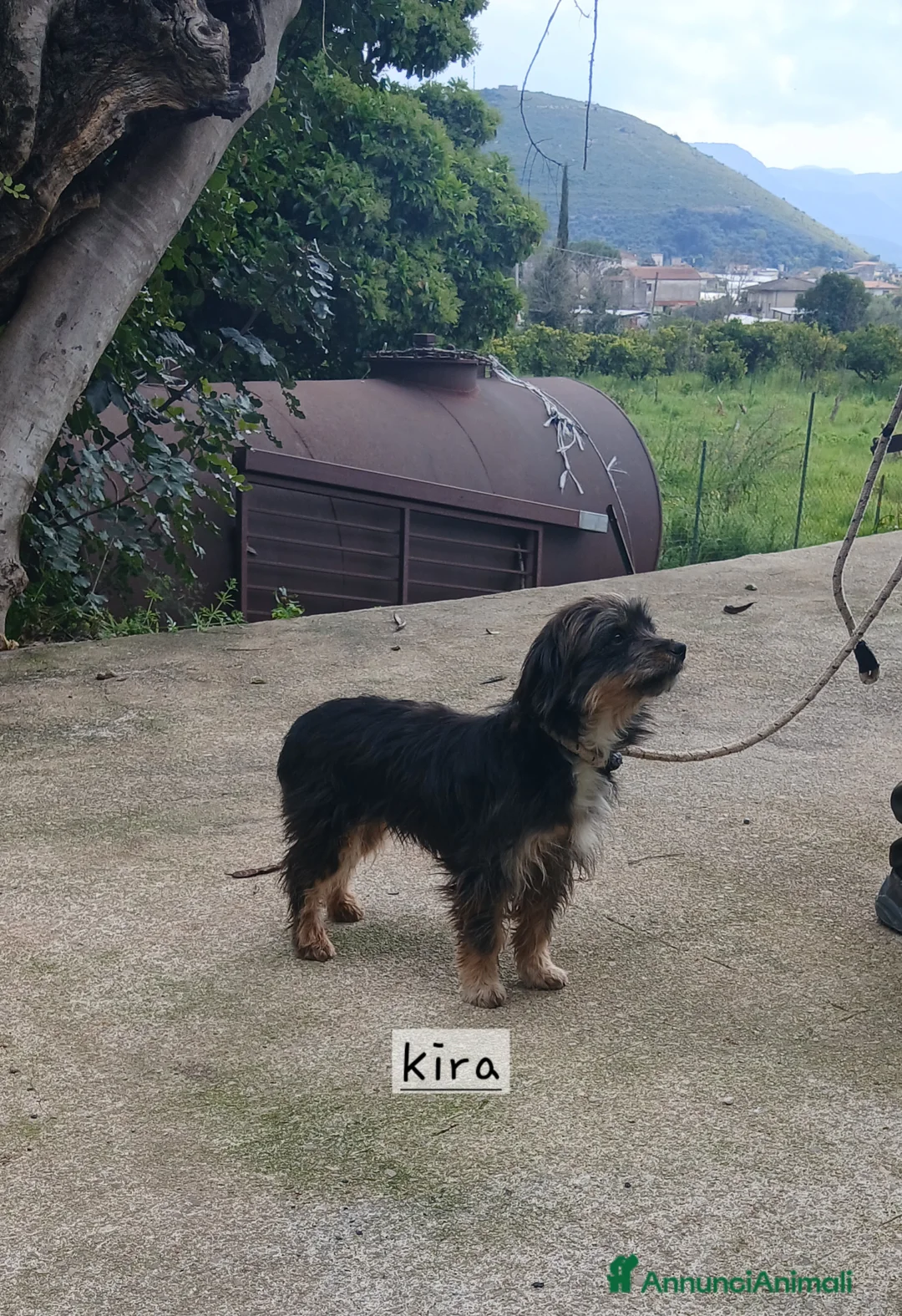 Meticcio cani in regalo: Cuccioli mamma taglia piccola  - Annuncio 2