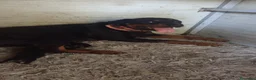 Rottweiler cani in vendita: Cuccioli di rottweiler  a Provincia di Alessandria - Annuncio 5
