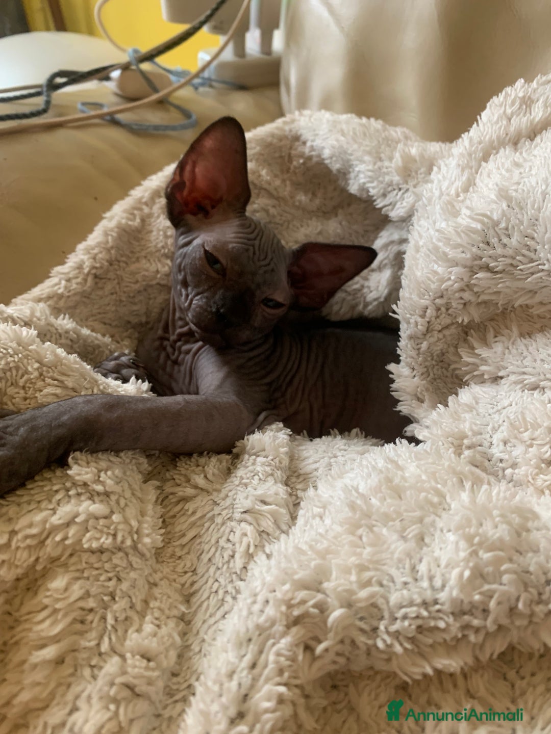 Sphynx gatti in vendita: Sphynx subito disponibili  - Annuncio 4