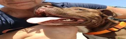 Pitbull cani in regalo: DALILA gentile socievole con tutti - Annuncio 6