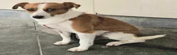 Meticcio cani in regalo: Pericle 2 anni Taglia piccola  a Provincia di Teramo - Annuncio 6