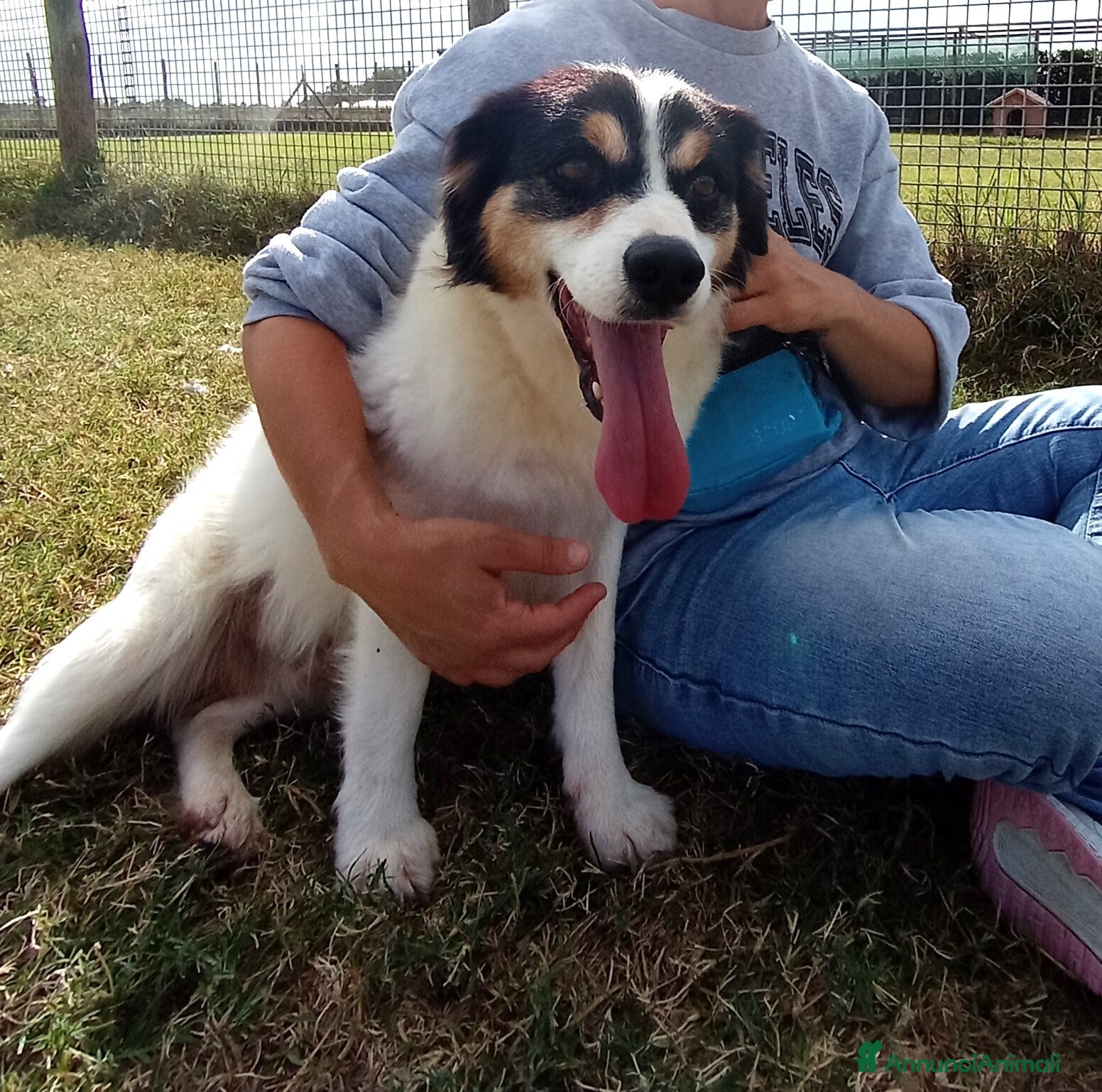 Meticcio cani ALVI giovanissimo volpino tricolore  a Provincia di Latina - Annuncio 2