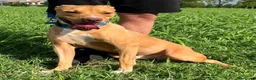 Pitbull cani in regalo: CLYDE CERCA CASA - Annuncio 5