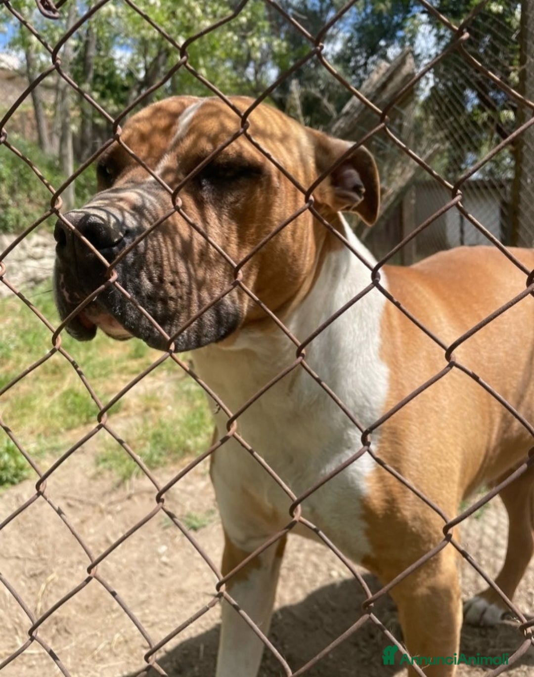 American Staffordshire cani in regalo: Amstaff viveva felice coi bimbi,poi il canile!ROMA a Città metropolitana di Milano - Immagine 4