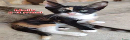 Europeo gatti in regalo: GATTINI: SIAMO AL COLLASSO a Città Metropolitana di Firenze - Annuncio 2