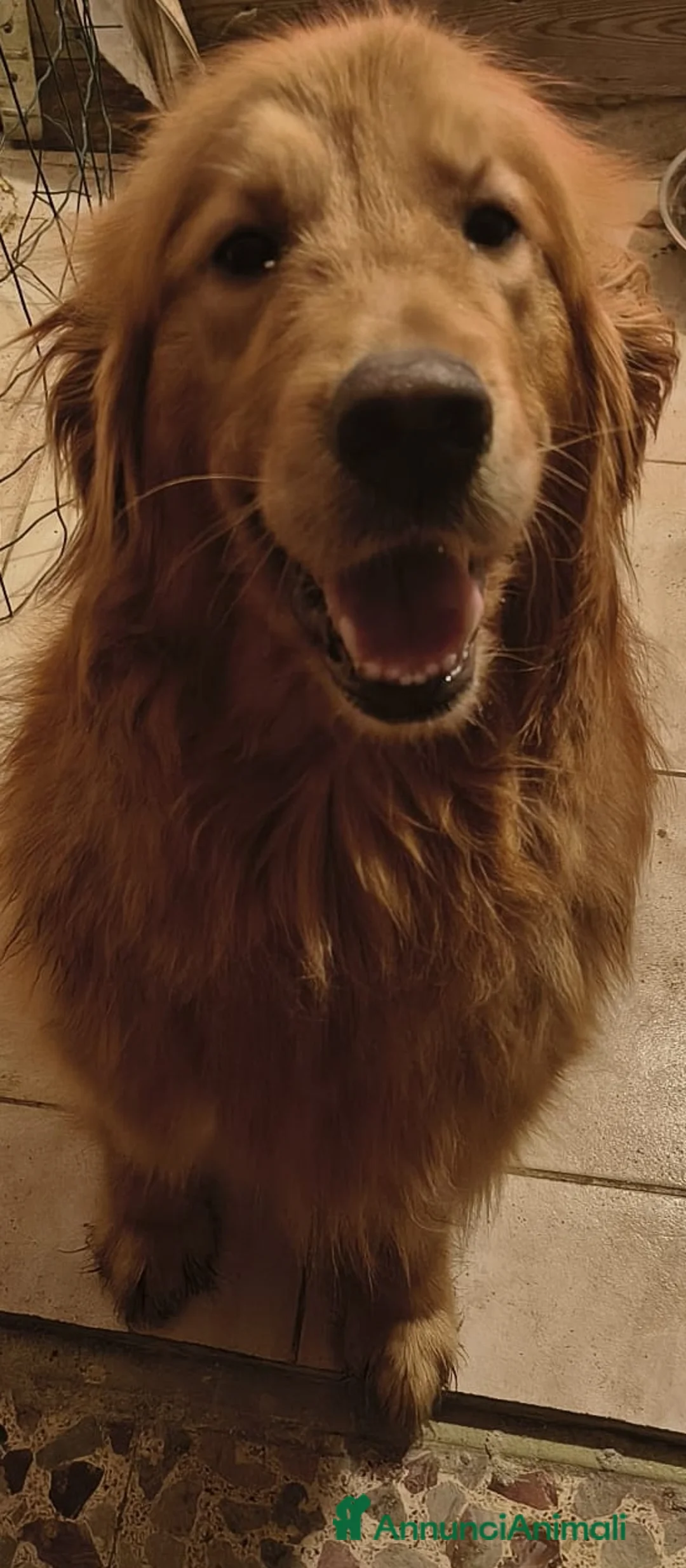 Golden Retriever cani in vendita: Cuccioli golden retriver - Annuncio 2