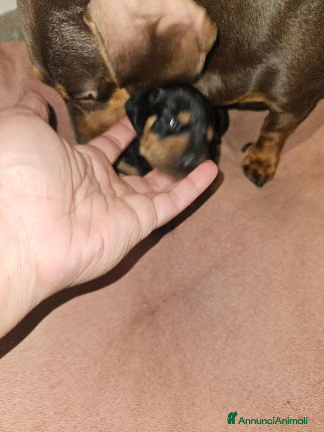 Bassotto Nano cani in vendita: Bassotto nero focato a Città metropolitana di Milano - Annuncio 2