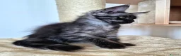 Maine Coon gatti in vendita: Cuccioli MCO di alta genealogia. - Annuncio 24