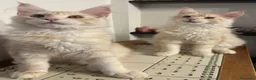 Maine Coon gatti in vendita: Maine Coon red silver  - Annuncio 1