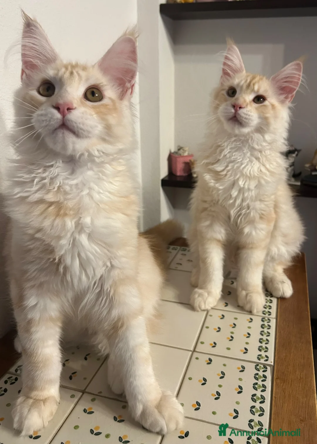 Maine Coon gatti in vendita: Maine Coon red silver  - Annuncio 1