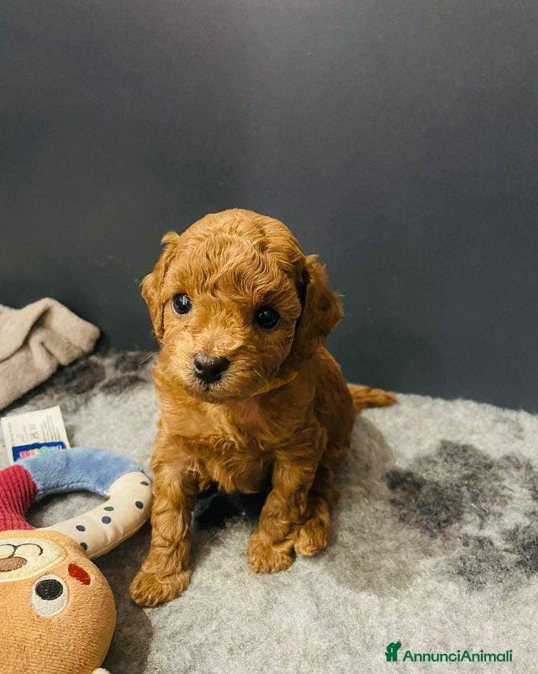 Barboncino Toy cani in vendita: Barboncino Toy - Annuncio 3