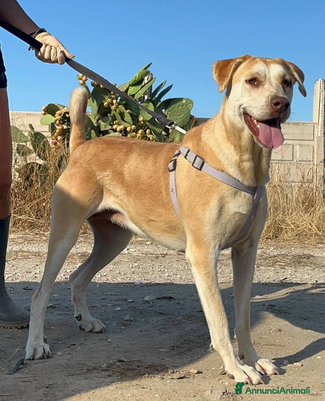 Meticcio cani in regalo: Patty  - Annuncio 2