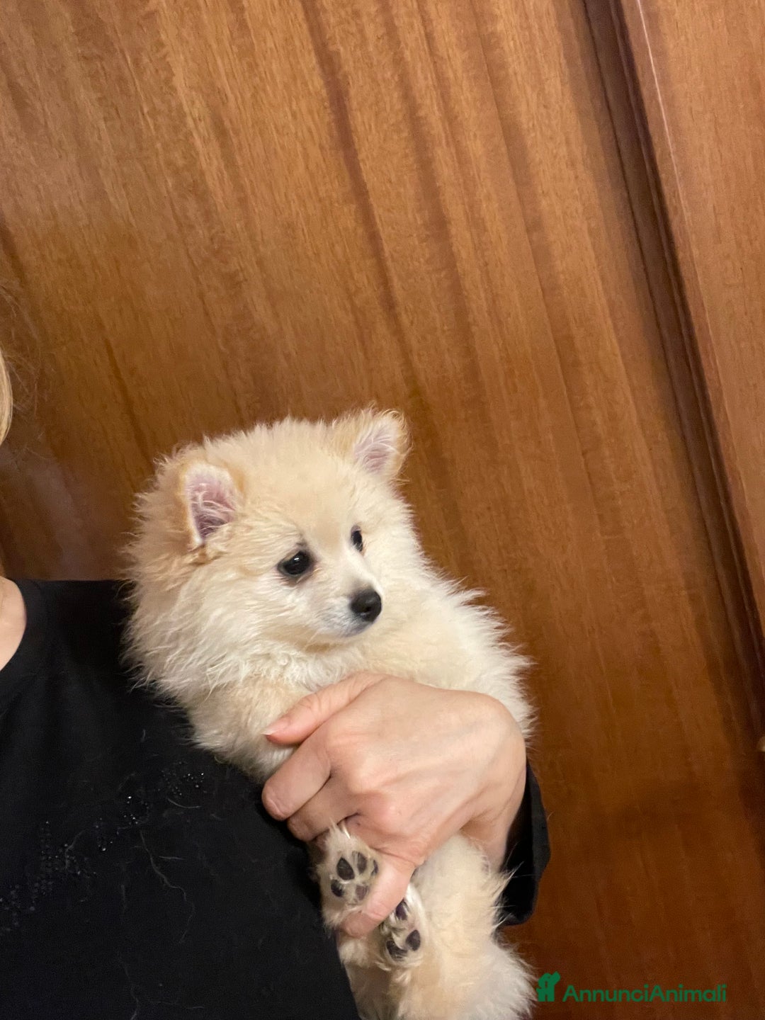 Volpino Pomerania cani in vendita: Volpino Pomerania  - Annuncio 1