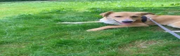 Meticcio cani in regalo: Dolly dolcissima cucciola a Città metropolitana di Milano - Annuncio 12