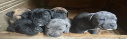 Cane Corso cani in vendita: Cuccioli di Cane Corso - Annuncio 1