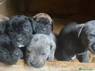 Cane Corso cani Cuccioli di Cane Corso - Annuncio 1