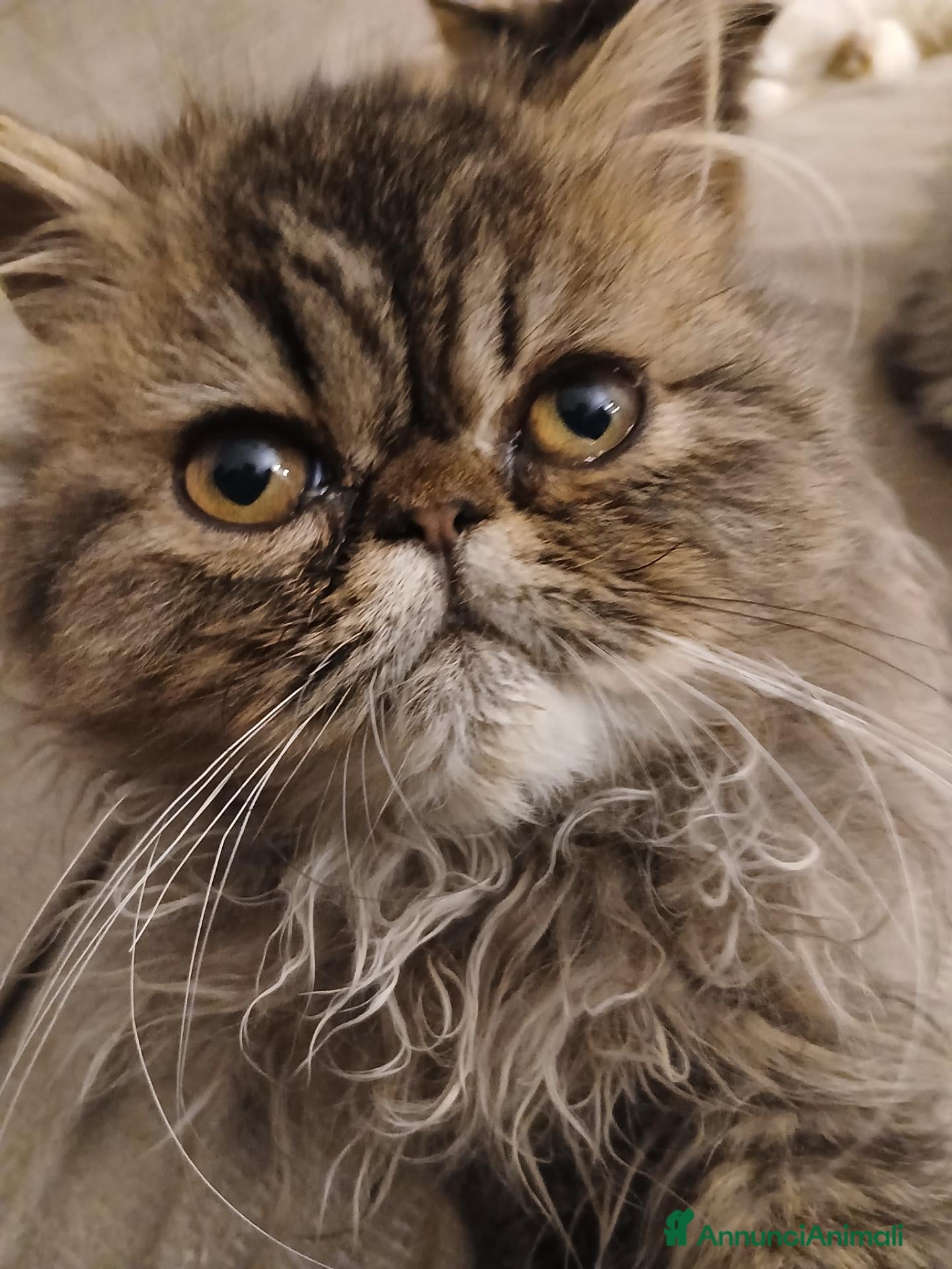 Persiano gatti Persiano Golden Tabby Blotched  - Annuncio 10