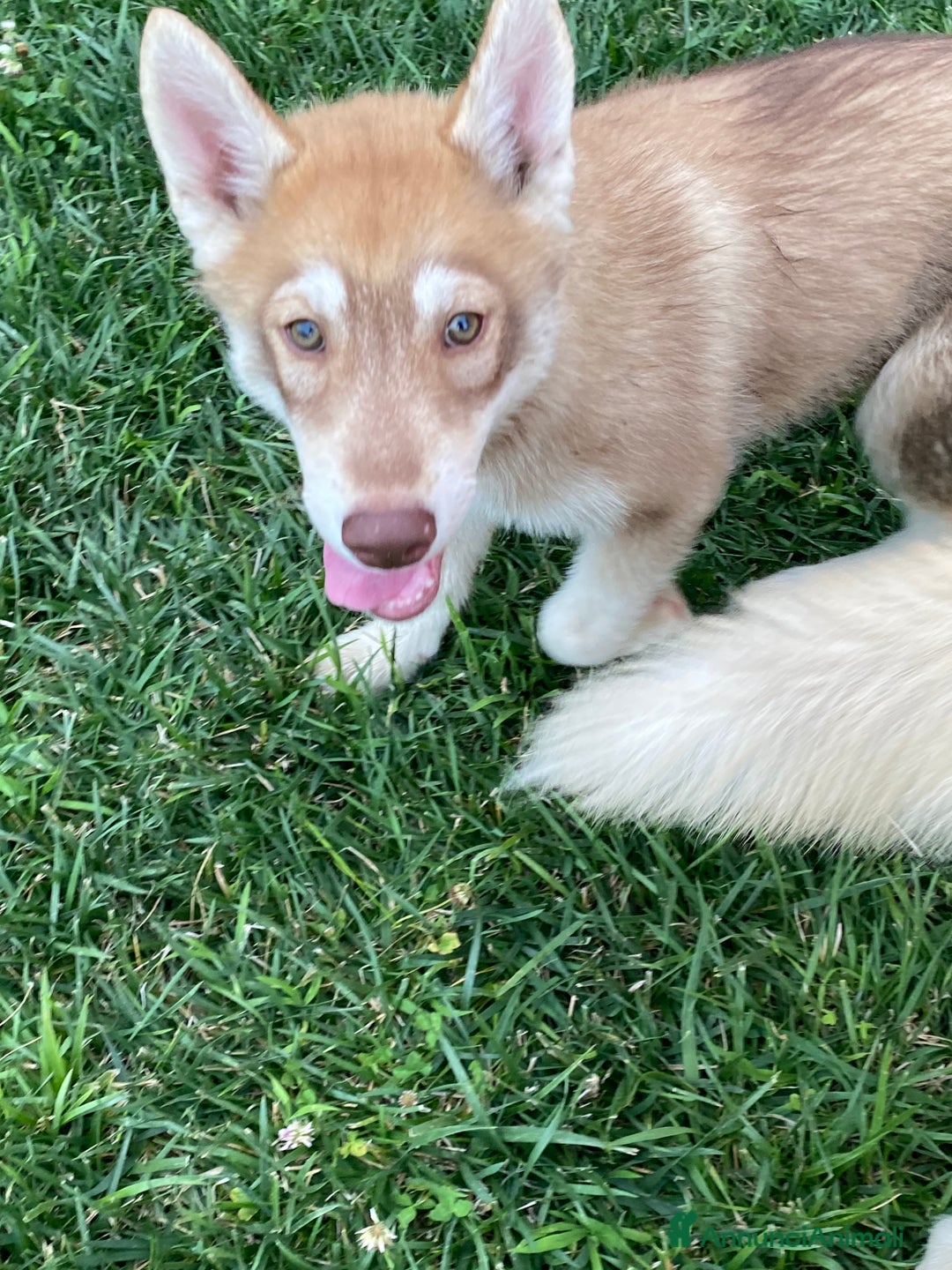Husky cani in vendita: Cucciola di siberian Husky a Città Metropolitana di Venezia - Immagine 3
