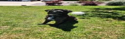 Meticcio cani in regalo: Simil Corso 5 anni - Annuncio 5