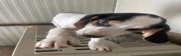 Meticcio cani in regalo: SIMPATICHE SORELLINE DI DUE MESI E MEZZO - Annuncio 5