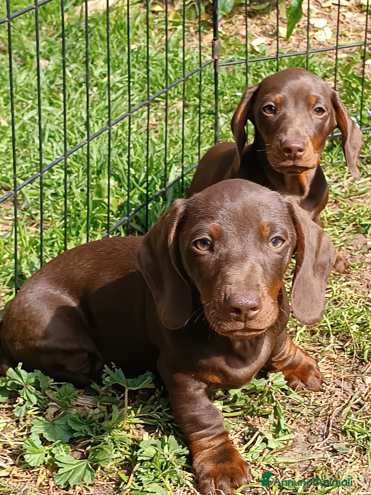 Bassotto cani Bassottini disponibili - Annuncio 1