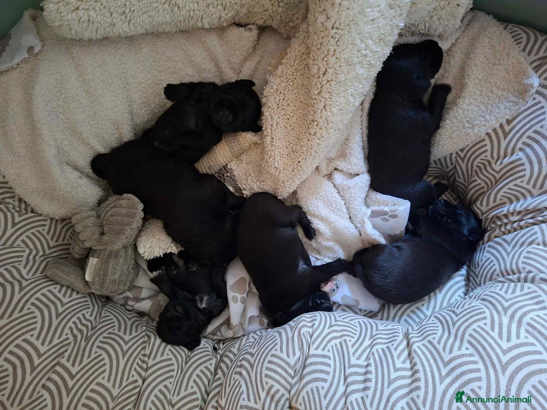 Meticcio cani CUCCIOLI METICCI  - Annuncio 1