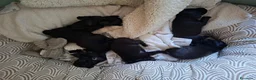 Meticcio cani in vendita: CUCCIOLI METICCI  a Ente di decentramento regionale di Udine - Annuncio 1