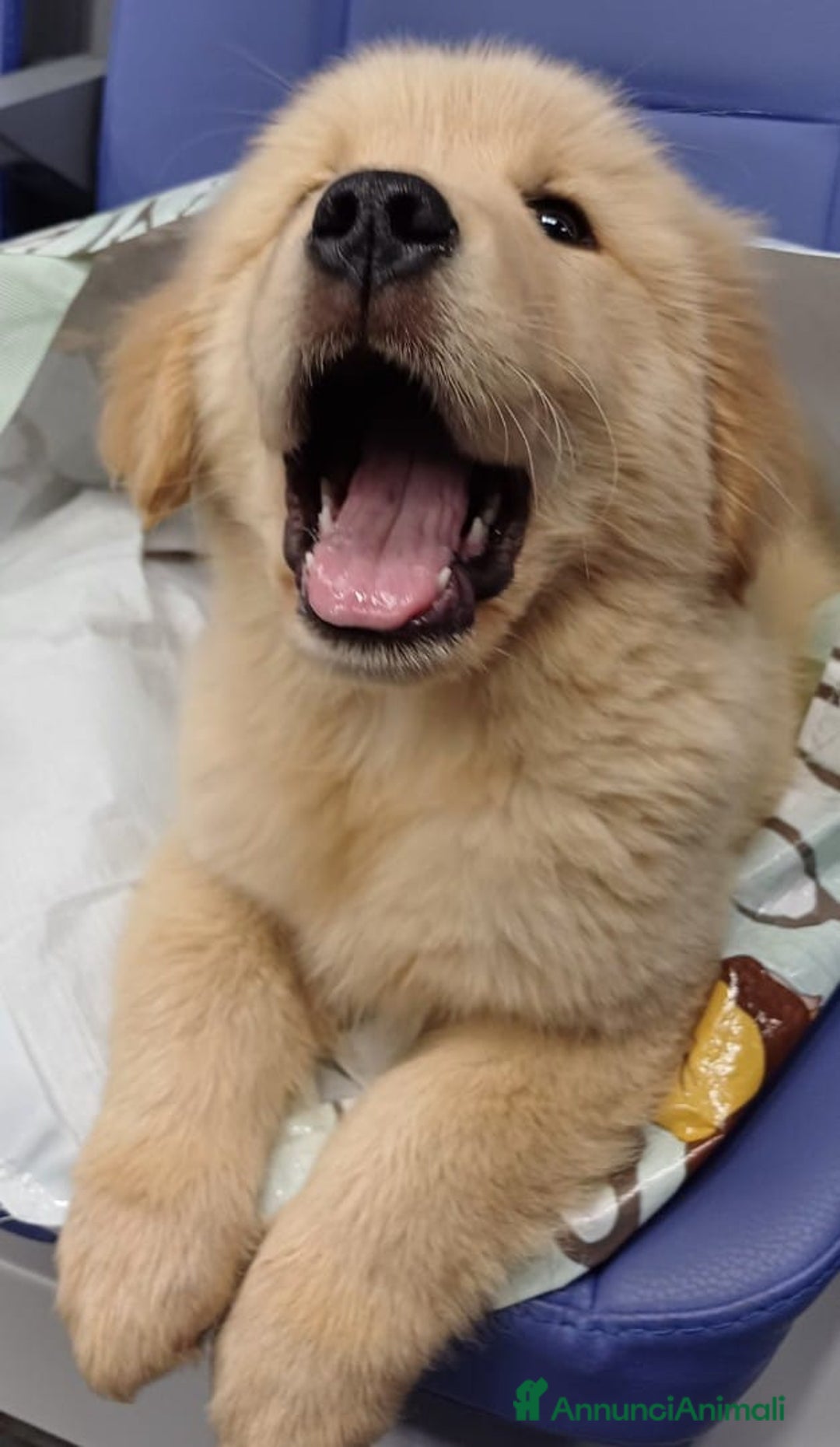 Golden Retriever cani in vendita: Golden Retriever cuccioli con pedigree - Annuncio 2