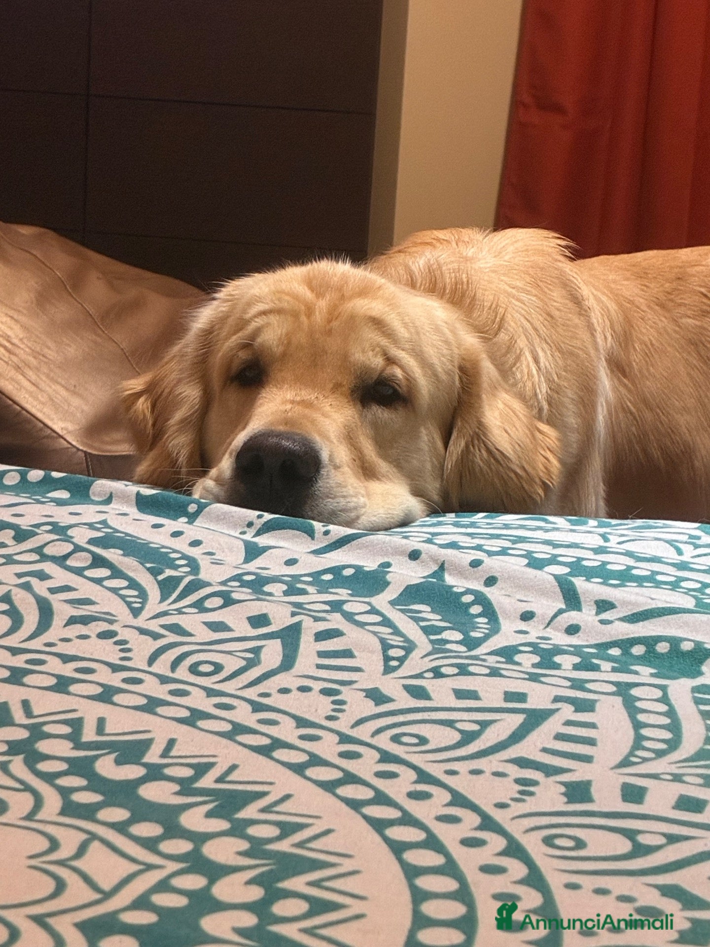 Golden Retriever cani Ares golden Retriever, un anno e cinque  - Annuncio 2