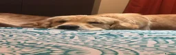 Golden Retriever cani per accoppiamento: Ares golden Retriever, un anno e cinque  a Provincia di Asti - Annuncio 1