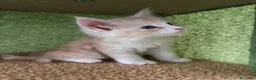 Maine Coon gatti in vendita: Cucciolo di Maine Coon mashie  - Annuncio 4