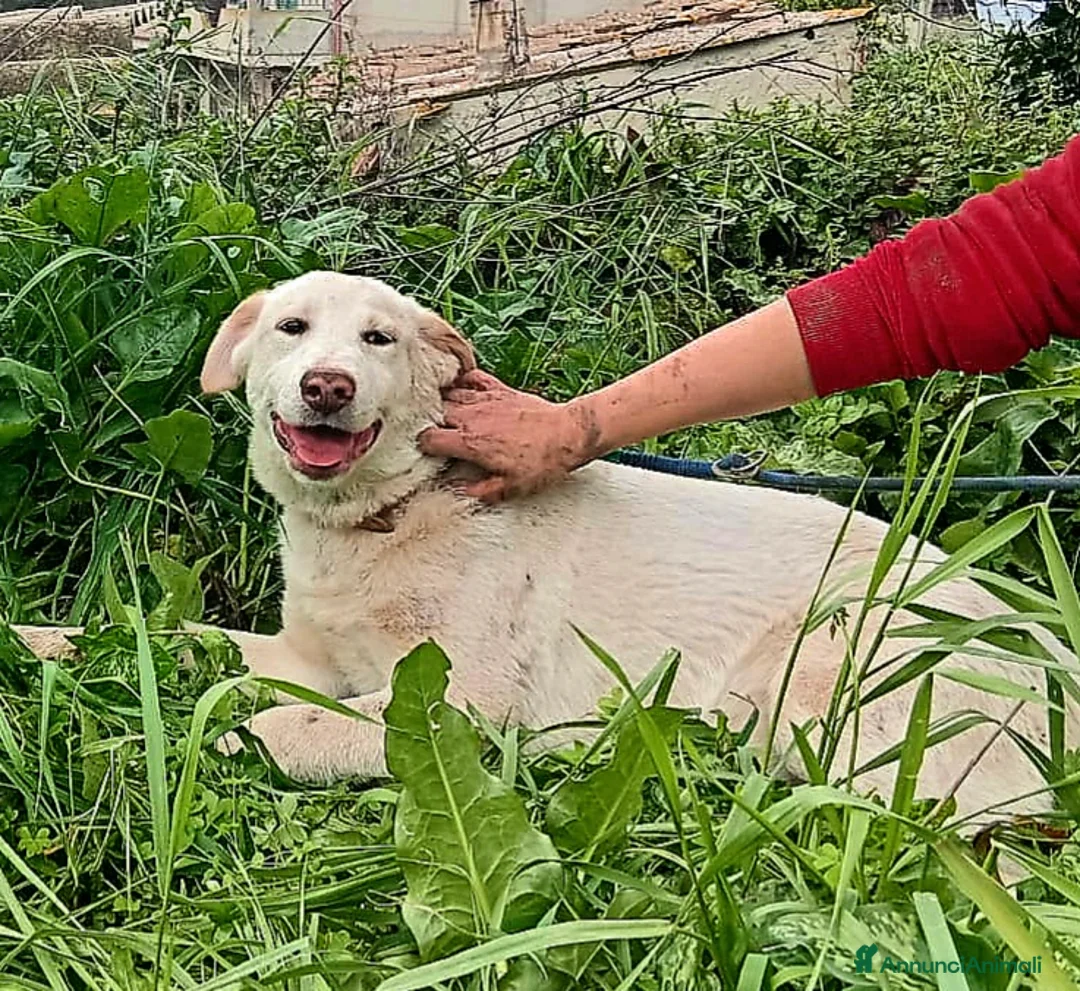 Meticcio cani in regalo: UNA MAMMA PER PERLA - Annuncio 1