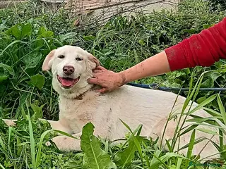 Meticcio cani UNA MAMMA PER PERLA - Annuncio 30