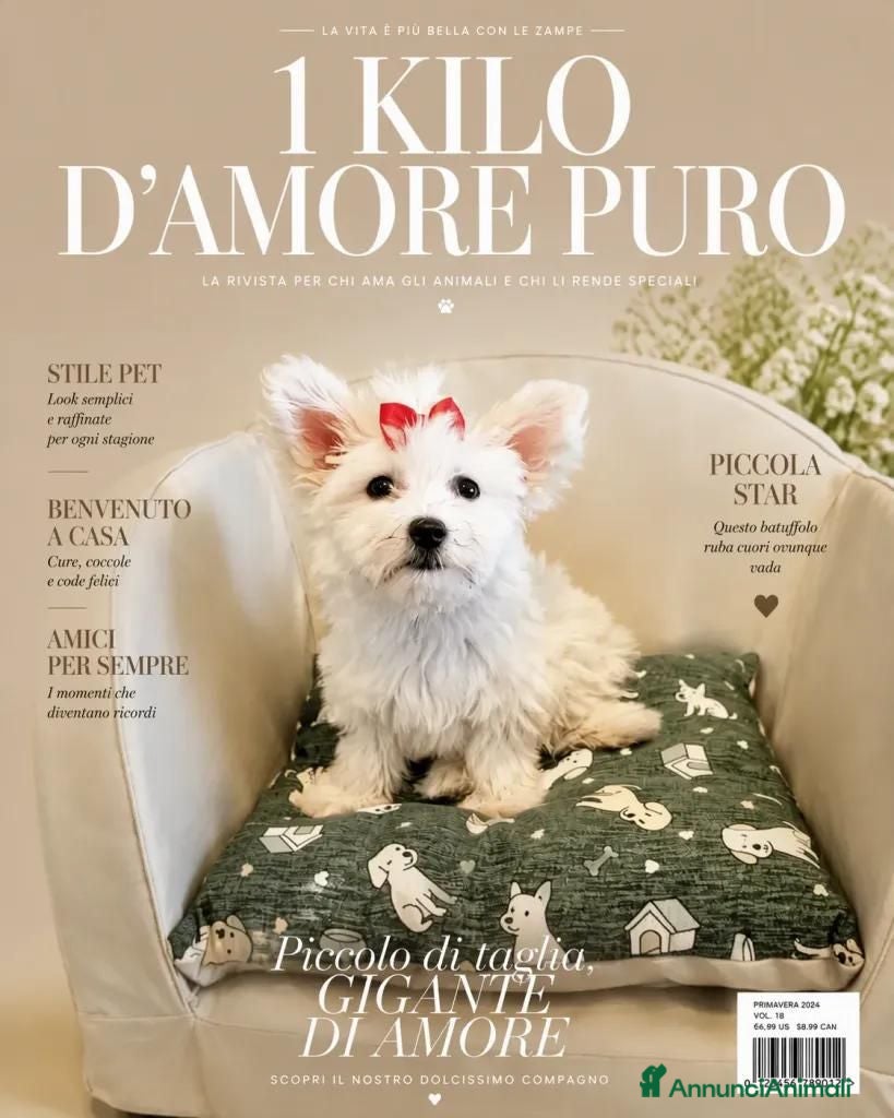 Maltipoo cani Maltipoo toy femmina  - Annuncio 14