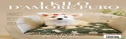 Maltipoo cani in vendita: Maltipoo toy femmina  - Annuncio 1
