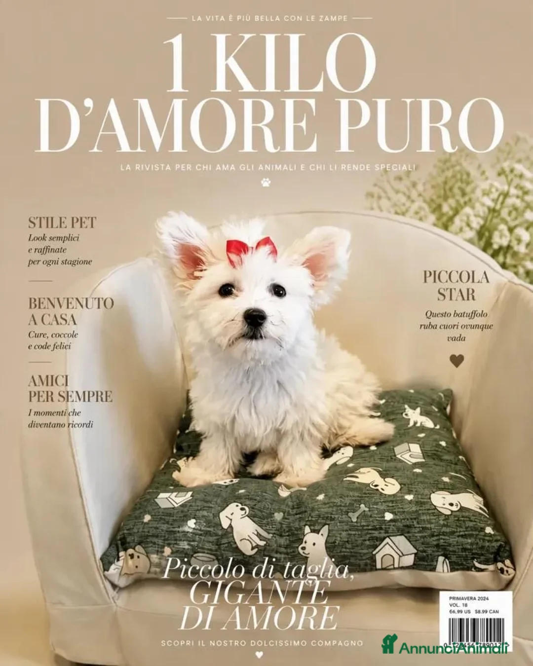 Maltipoo cani in vendita: Maltipoo toy femmina  - Annuncio 1