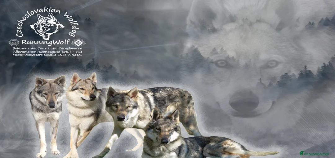 Immagine della galleria {{count}}