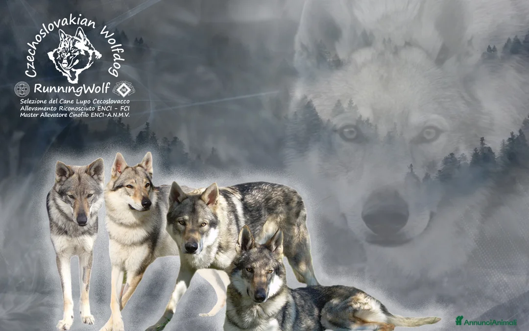 Immagine della galleria {{count}}