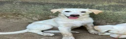 Meticcio cani in regalo: Vera sorride e cerca casa 🏡 a Città metropolitana di Milano - Annuncio 4