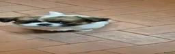 Pechinese cani in vendita:  4 Cuccioli di pechinese cercano una nuova casa. - Annuncio 5