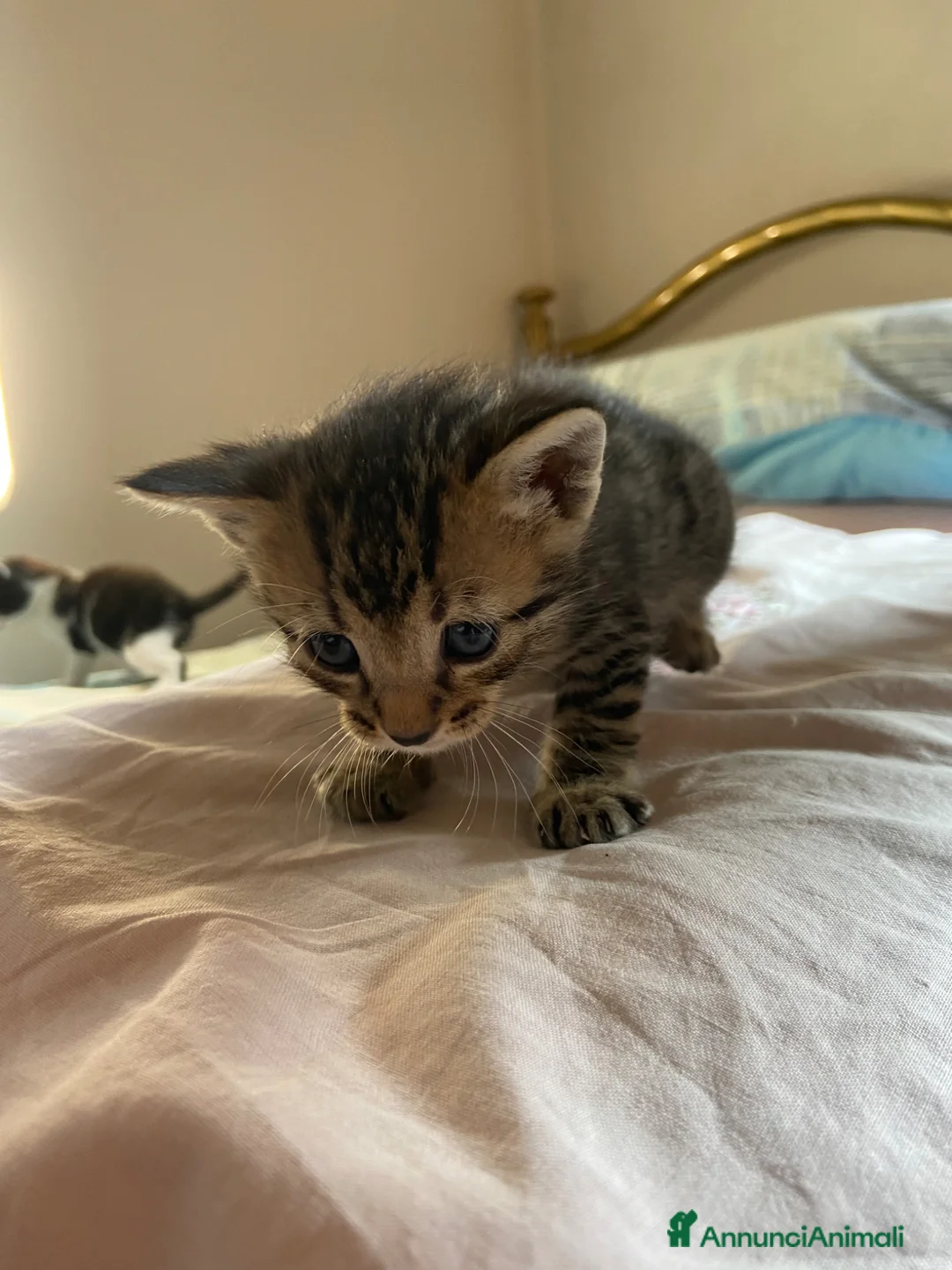 Meticcio gatti in regalo: Regalo gattini a Provincia di Treviso - Annuncio 2