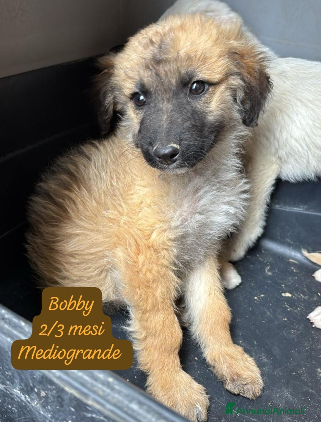 Meticcio cani in regalo: Tantissimi cuccioli da salvare  - Annuncio 2