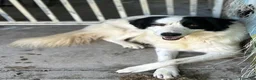 Meticcio cani in regalo: Adotta Sara - Annuncio 3