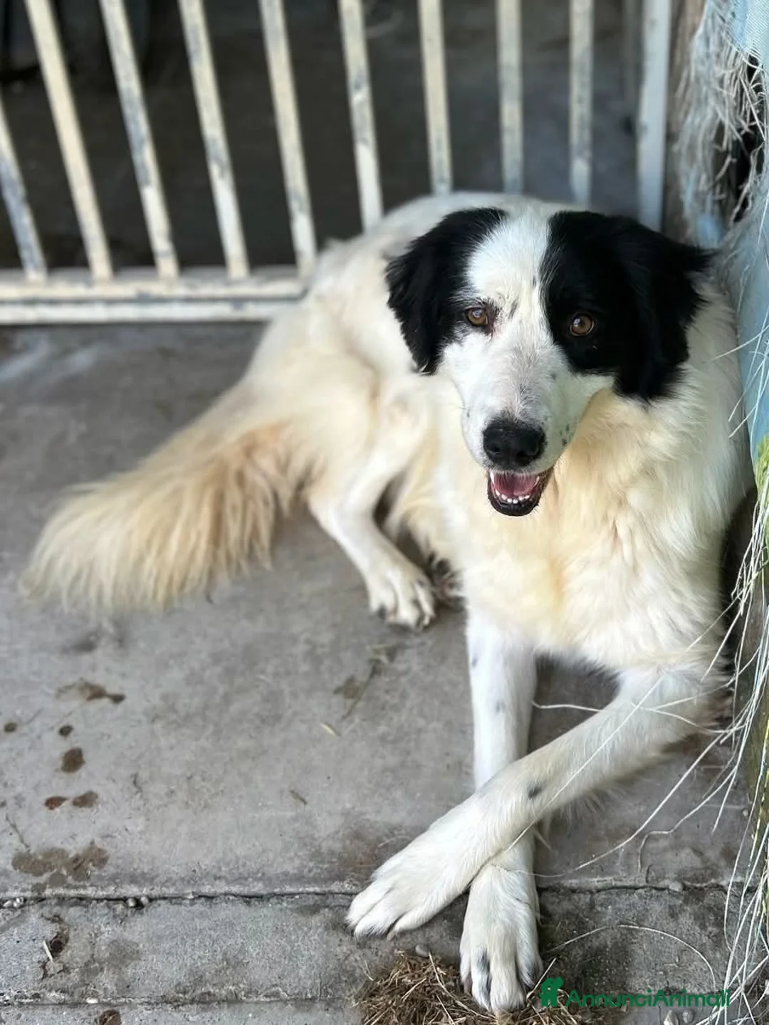 Meticcio cani in regalo: Adotta Sara - Annuncio 3