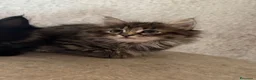 Siberiano gatti in vendita: Gattini siberiani ipoallergenici  - Annuncio 3