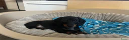 Bassotto cani in vendita: Bassotto nano a Provincia di Novara - Annuncio 2