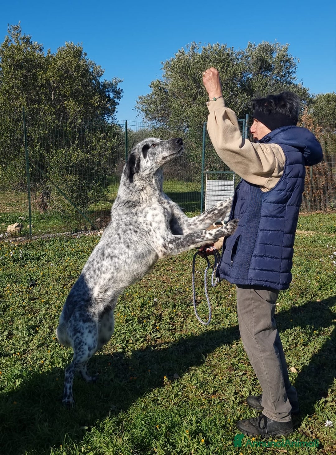 Meticcio cani in regalo: Furia, un allegro cucciolone  a Città Metropolitana di Bari - Immagine 4