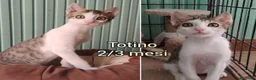 Europeo gatti in regalo: GATTINI IN CERCA D'AMORE  a Città Metropolitana di Bologna - Annuncio 4